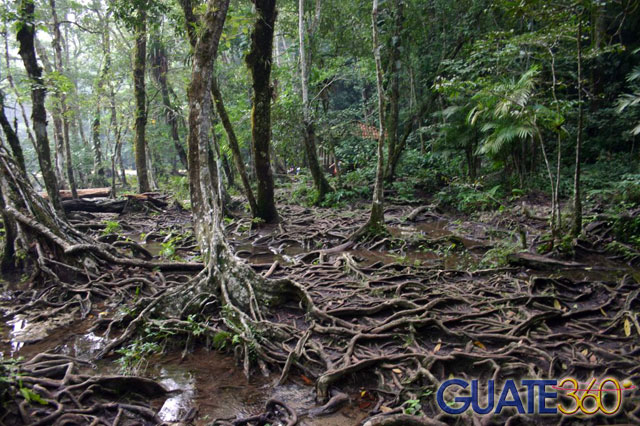 Selva, árboles y densa vegetación rodean Semuc Champey