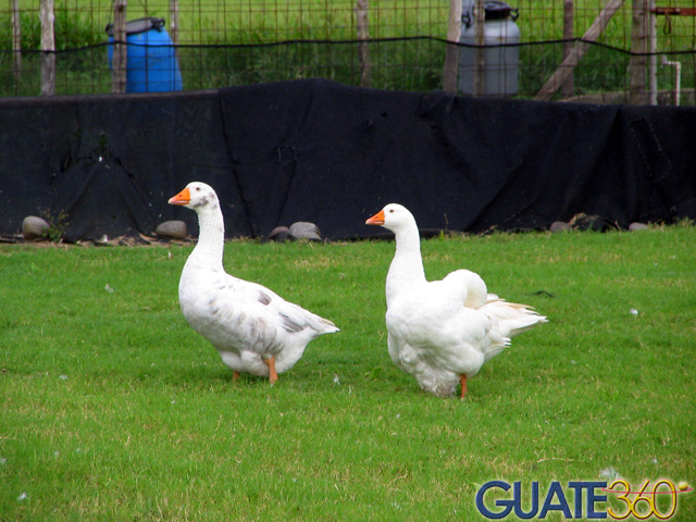Patos
