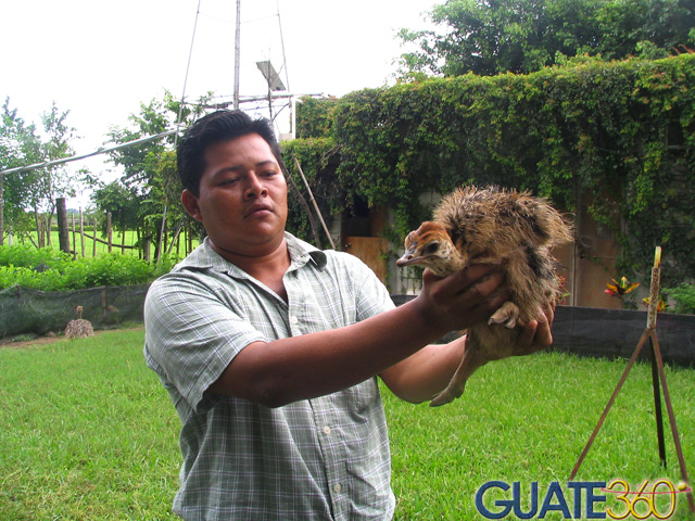 Avestruz reciennacida