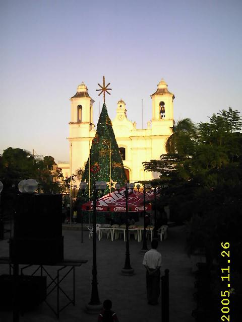 Árbol Gallo de Zacapa.