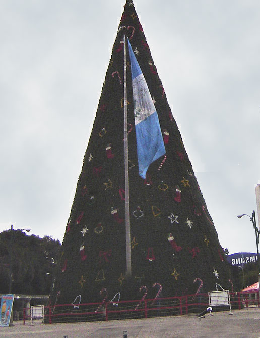 Árbol Gallo para Navidad en Guatemala