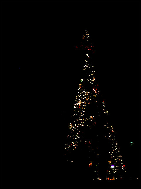 Navidad en Guatemala y el Árbol Gallo