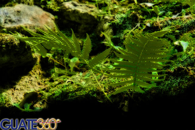 Fotos de Tikal presentando helechos de la selva petenera