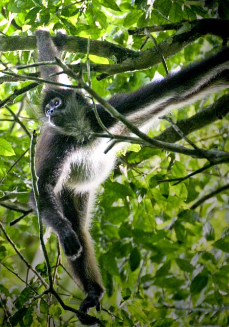 Mono Arana en la selva petenera, Tikal