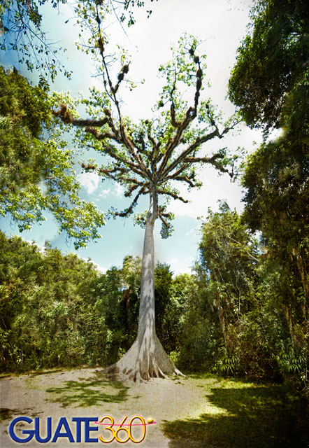 Ceiba Pentandra centenaria en la entrada al Parque Nacional Tikal