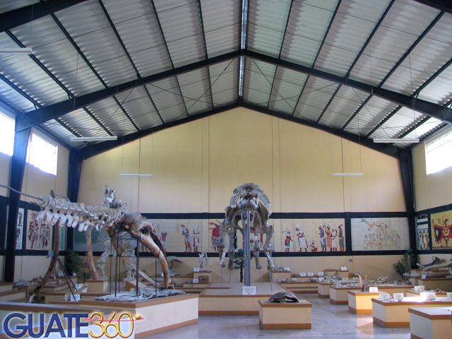 Esqueletos de Mamut