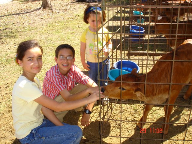 Cuidando Terneros