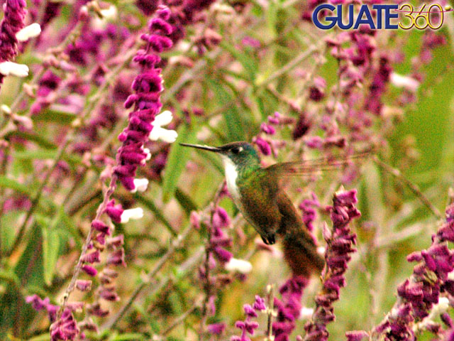 Colibrí alimentándose