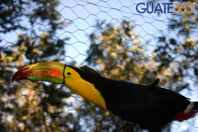 Tucán