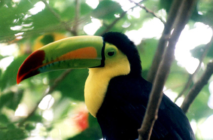 Tucán entre la selva de Petén que alberga Tikal