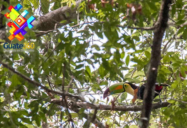 Tucán en Tikal, Guatemala