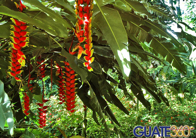 Hermosas flores en Takalik Maya Lodge