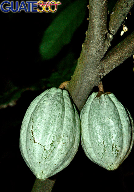 Cacao