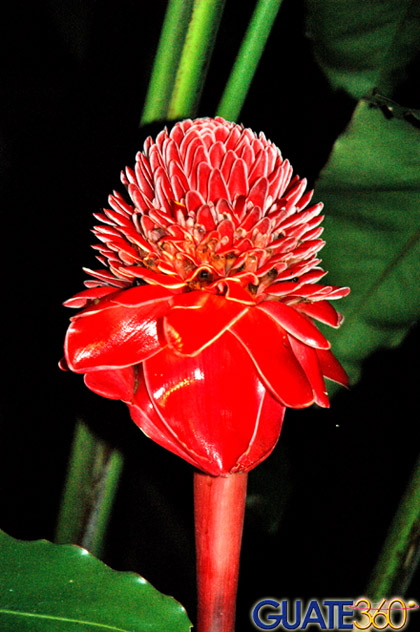 Flor