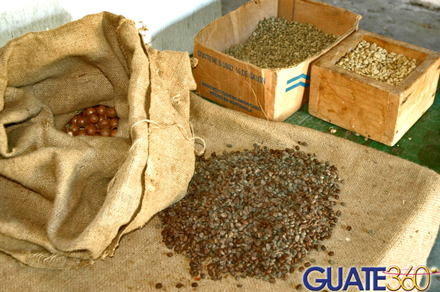Café y nueces de macadamia