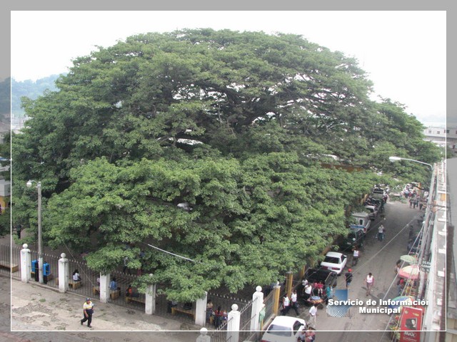 Ceiba de Palín
