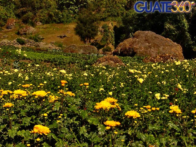 Vereda con flores en Quetzaltenango