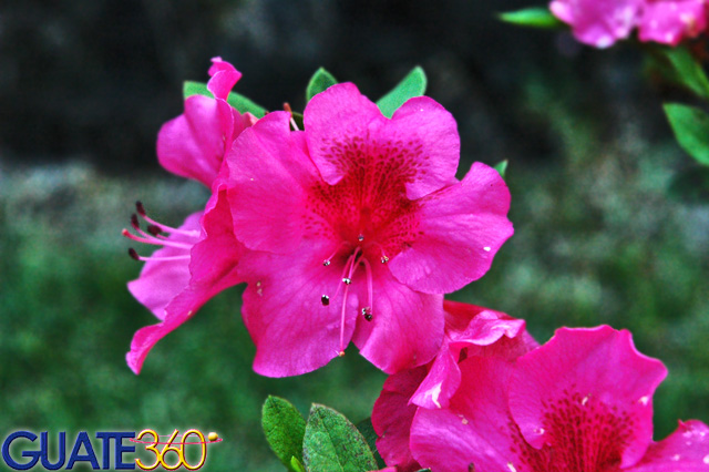 Encendidas Azaleas