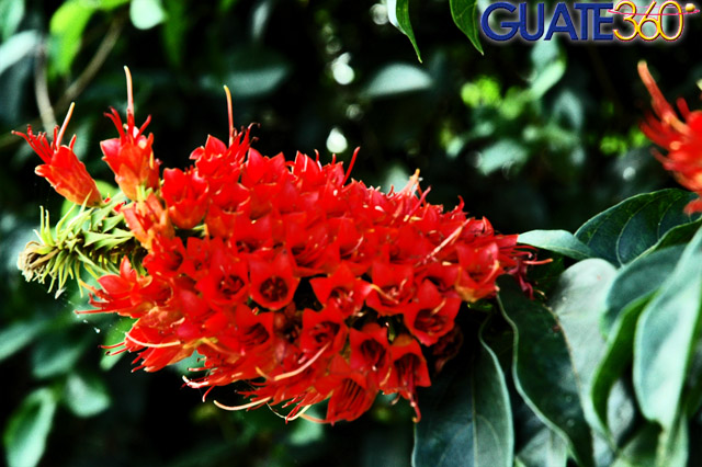 Exótica flor encontrada en el Río Dulce