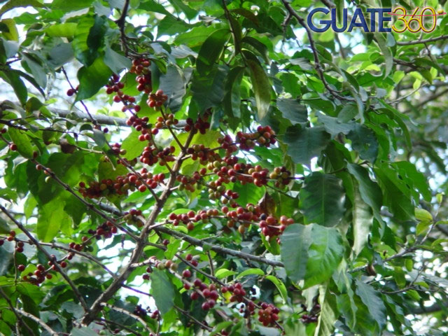 Plantación de Café
