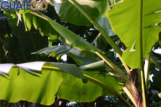 Hojas de platano