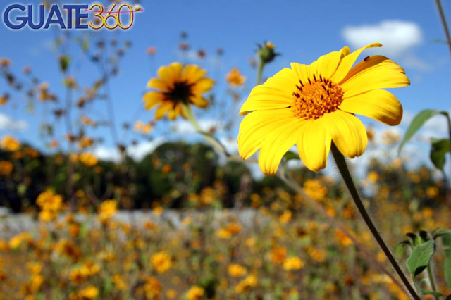 Flores de Guatemala