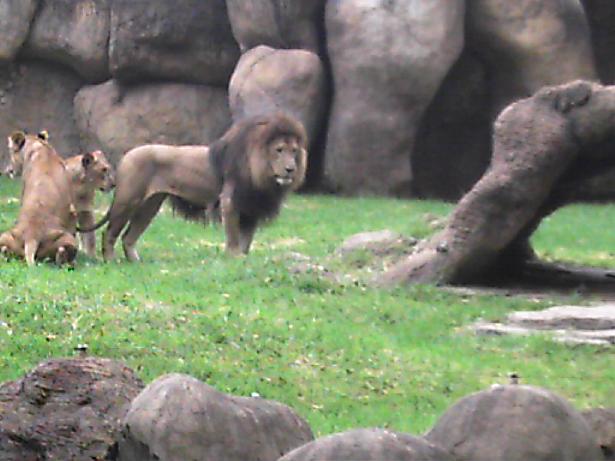 Leones en el Zoologico La Aurora