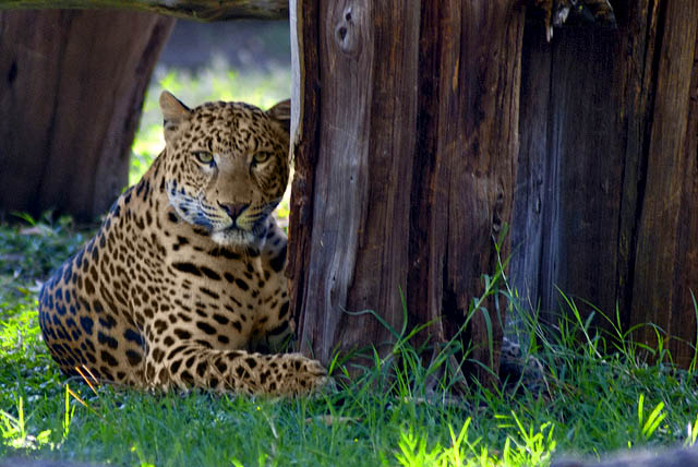 Zoológico La Aurora de Guatemala cuenta con un Leopardo