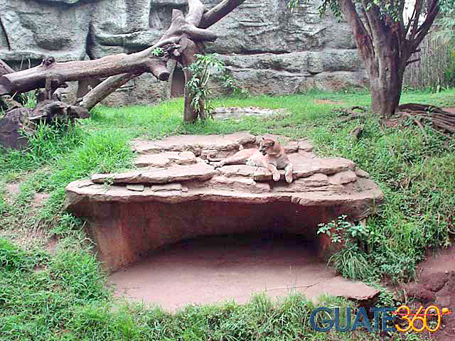 Puma en el Zoológico
