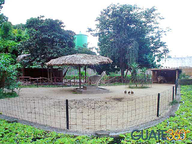 Llamas en el zoológico