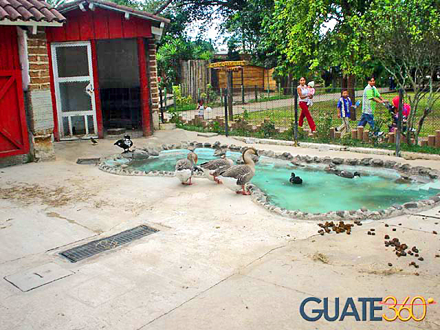 Patos en el zoológico