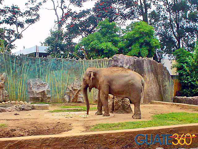 Elefante en el zoológico