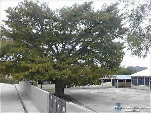 Ceiba de Sansare