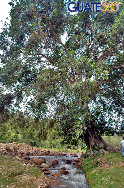 Flora alrededor del Río Atulapa