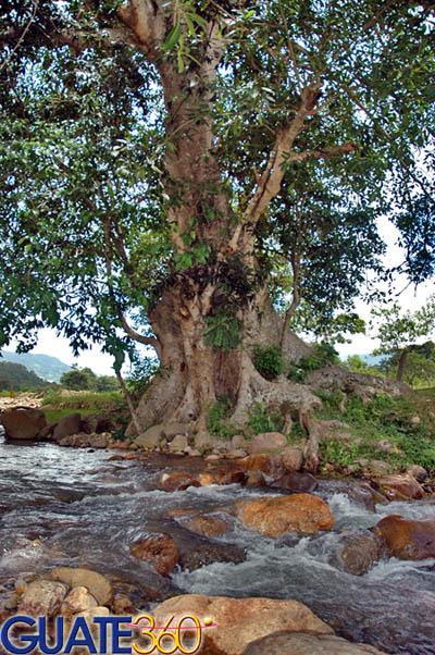 Árbol sobre el Río Atulapa