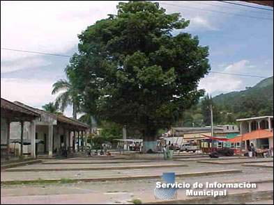 Ceiba de Chicamán