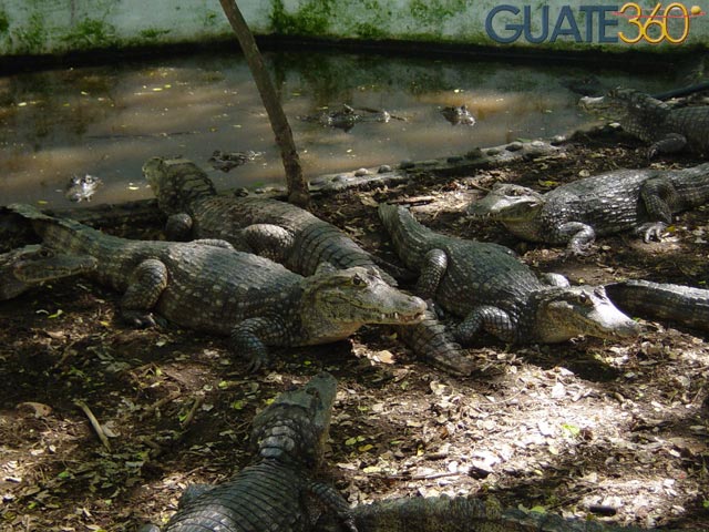 Caimanes en Cecon Usac