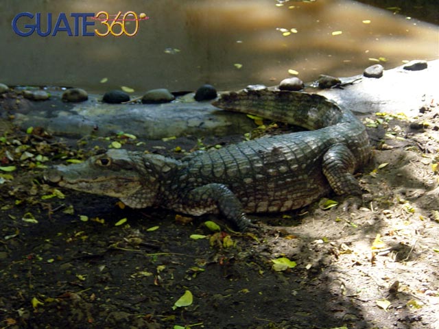 Caiman en Cecon Usac