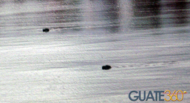 Tortugas hacia el mar