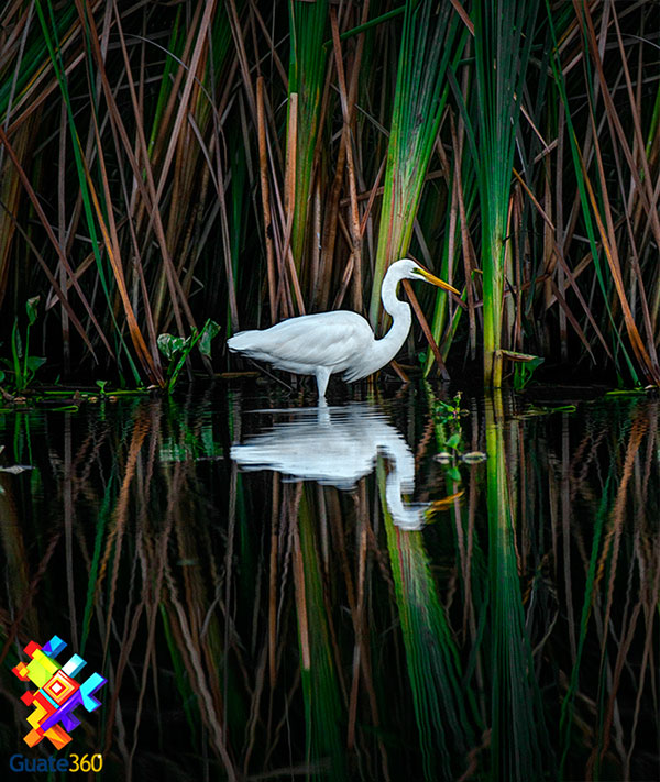 Garza en el Canal de Chiquimulilla