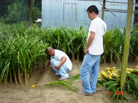 Labor Agricola escolar