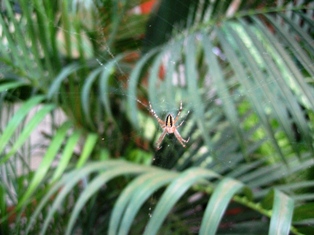 ARAÑA DE PALMERAS