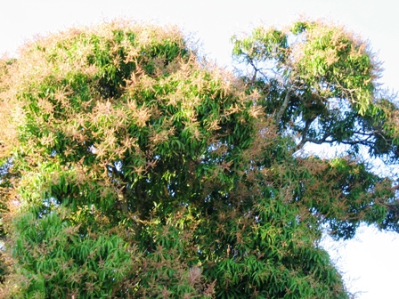 Cosecha de mangos
