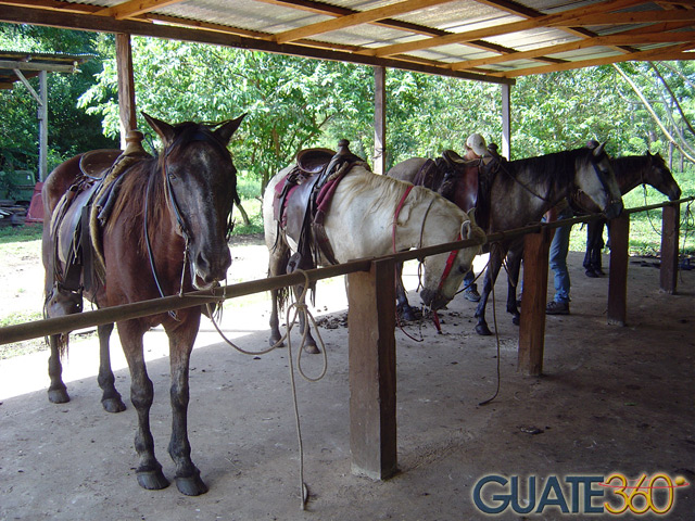 Caballos