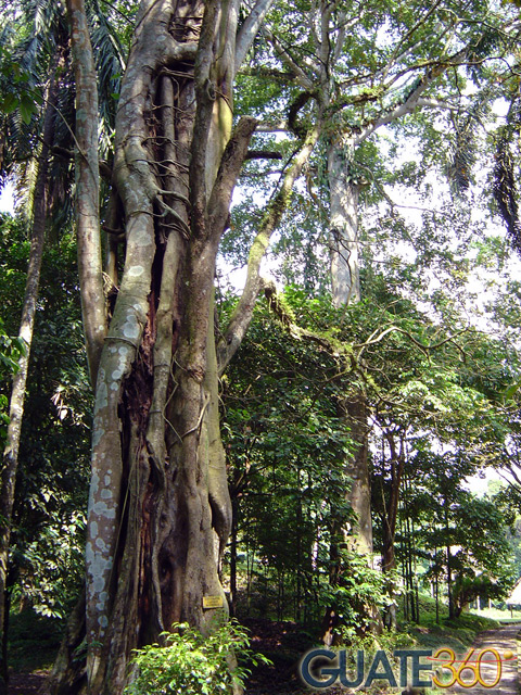 Vegetación en Quirigua