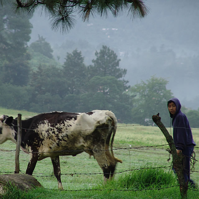 Pastores de Vacas
