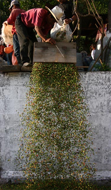 Beneficio de cafe en Huehuetenango