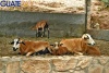 Algunas especies en su hermoso zoológico