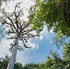 360> Ceiba en Tikal, Petén