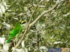 Tucán verde en la selva petenera